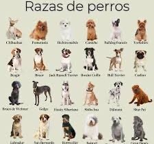 ACCESORIOS PARA PERROS