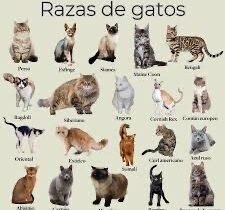 ACCESORIOS PARA GATOS
