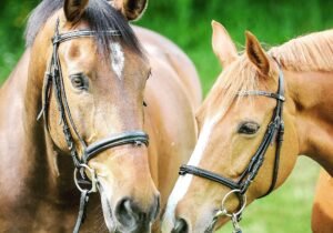 ACCESORIOS PARA EQUINO